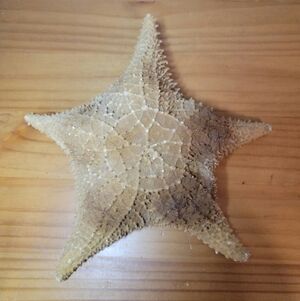 VINTAGE STARFISH